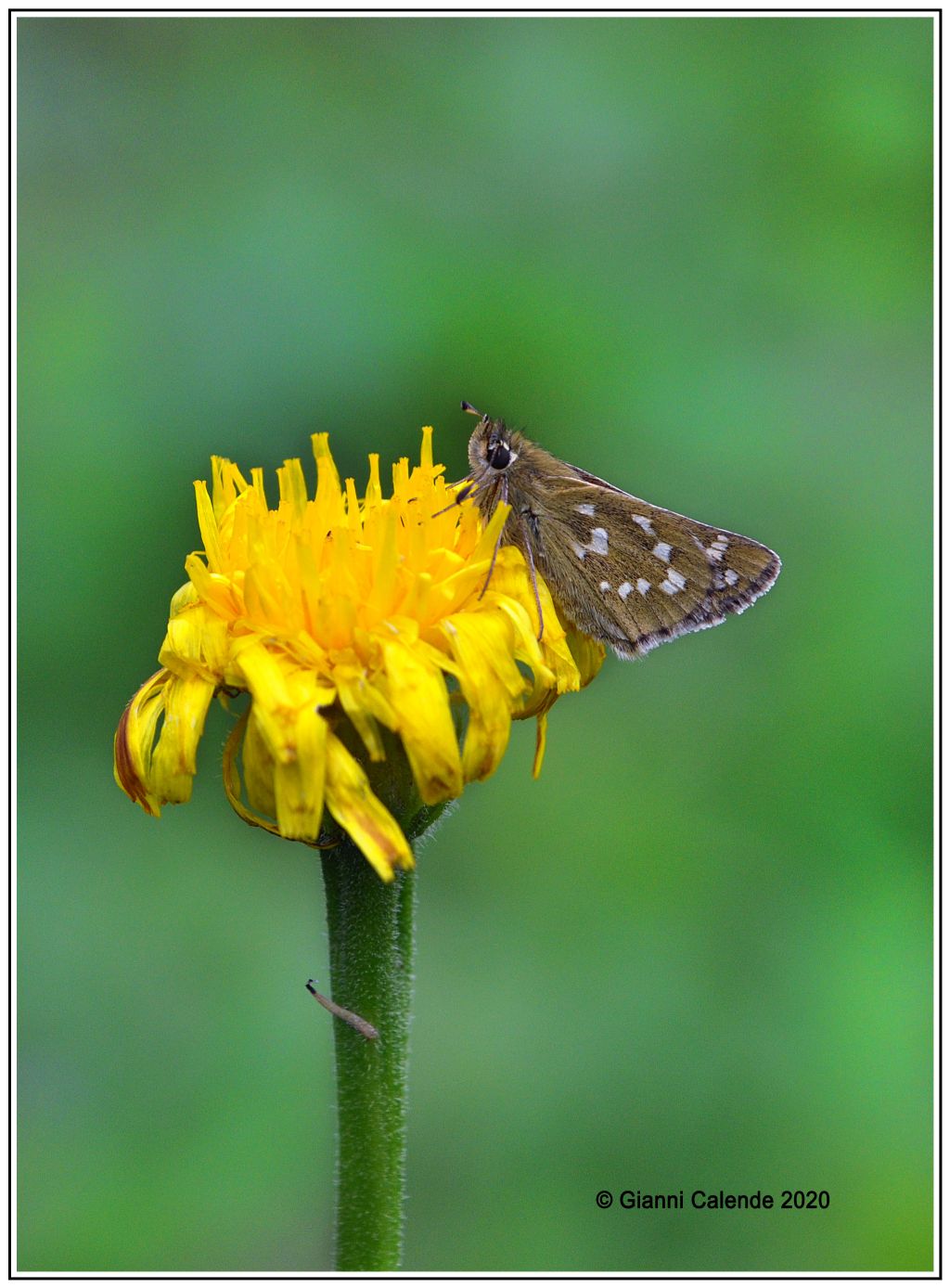 Ochlodes sylvanus o Esperia comma? Esperia comma